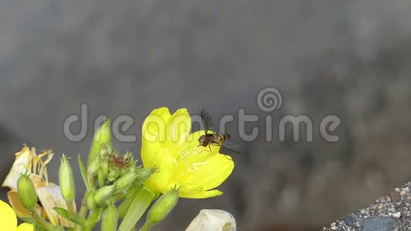 野生自然蜜蜂大黄蜂采蜜花蜜在黄花蒲公英上进行华丽近景拍摄视频的预览图