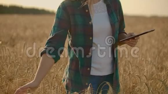 女子的特写手在有机麦地奔跑稳健射击慢动作女孩手摸麦子视频的预览图