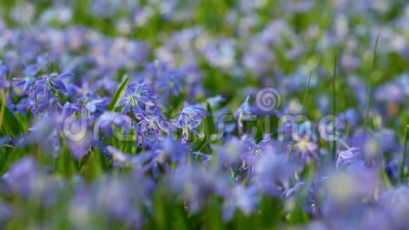 春野香花第一朵春花冬天后的自然觉醒蓝色雪兰花或西伯利亚视频的预览图