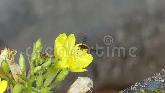 野生自然蜜蜂大黄蜂采蜜花蜜在黄花蒲公英上以令人印象深刻的近距离拍摄视频的预览图