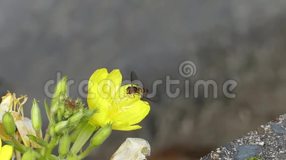 野生自然蜜蜂大黄蜂昆虫采集花蜜在黄花蒲公英上以惊人的近距离拍摄视频的预览图