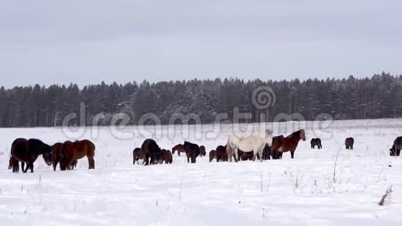 雪地上的马视频的预览图