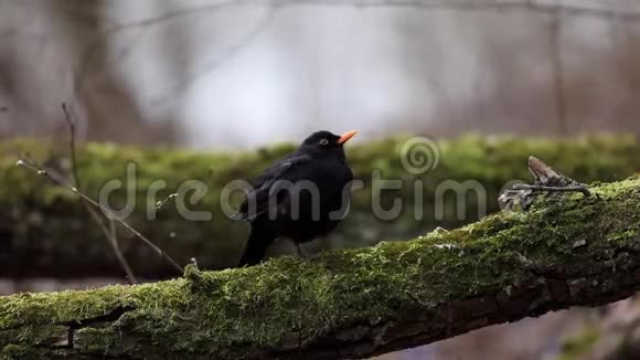 常见的黑鸟都德斯梅鲁拉坐在树上早春大自然的声音视频的预览图