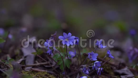 常见肝或肝葵蓝花野花紫薇紫肝迷离中的第一春花视频的预览图