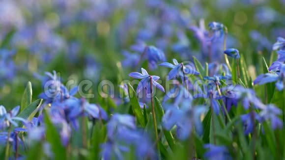春野香花第一朵春花冬天后的自然觉醒蓝色雪兰花或西伯利亚视频的预览图