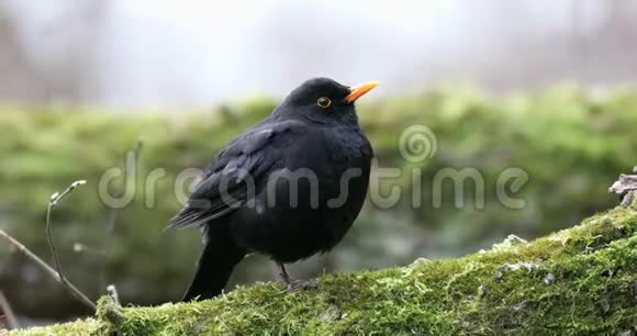 常见的黑鸟都德斯梅鲁拉坐在树上早春视频的预览图