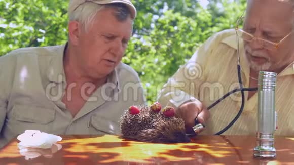 老年人检查刺猬老年人闻草莓味视频的预览图