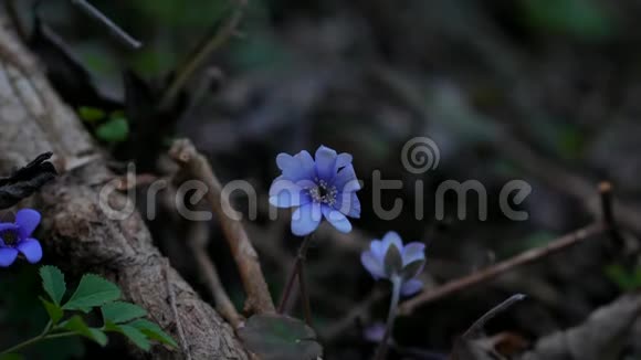 常见肝或肝葵蓝花野花紫薇紫肝迷离中的第一春花视频的预览图