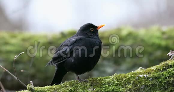 常见的黑鸟都德斯梅鲁拉坐在树上早春我听起来自然视频的预览图