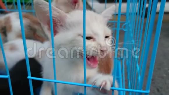 宠物猫很可爱但它们被关在笼子里视频的预览图