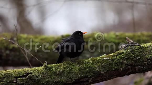 常见的黑鸟都德斯梅鲁拉坐在树上早春视频的预览图