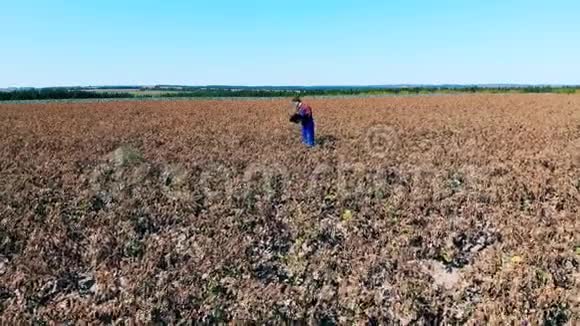 一个人在田里检查死庄稼视频的预览图