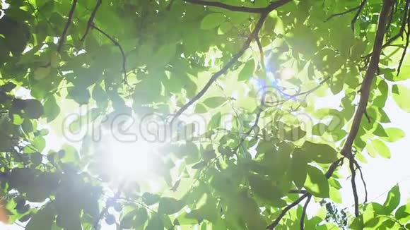 核桃树阳光明媚的阳光在夏天透过绿叶照耀夏天大自然的概念视频的预览图