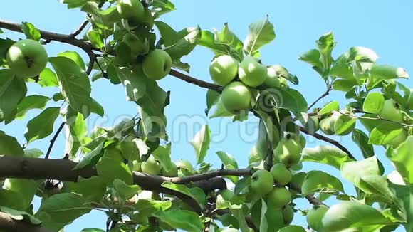 苹果树在果园里成熟的苹果准备收割有机水果青苹果视频的预览图