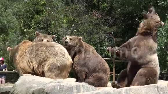 动物园的棕熊视频的预览图