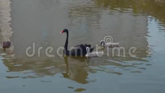 黑天鹅一家人在湖边视频的预览图
