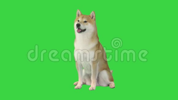 可爱的石巴狗坐在绿色屏幕上Chroma键视频的预览图