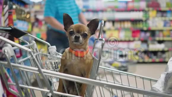 小装饰狗坐在超市手推车里看着周围4K慢动作的特写视频视频的预览图