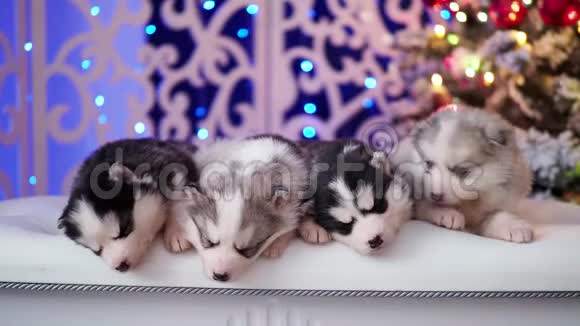 四只毛茸茸的纯种小狗躺在明亮燃烧的花环的背景上视频的预览图