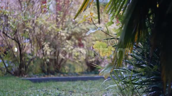 深秋有棕榈叶的雨水全高清30FPSMOV视频的预览图