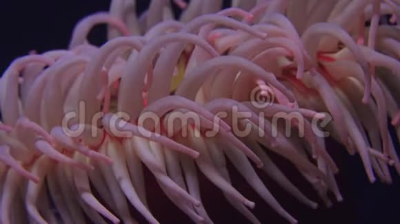 海底海葵视频的预览图