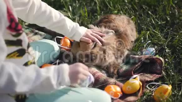 女孩把散落在草地上的五颜六色的复活节彩蛋放进篮子里抚摸着毛茸茸的灰兔它是视频的预览图