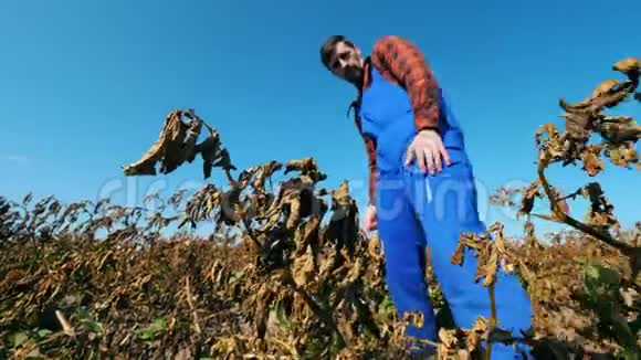 一位农民在田里检查干作物视频的预览图