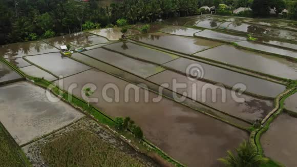 水稻露台与水鸟瞰美丽的稻田在阴天在乌布地区印度尼西亚巴厘岛视频的预览图