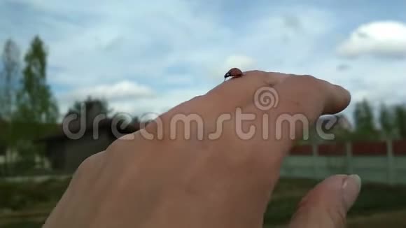 瓢虫在手边蠕动视频的预览图