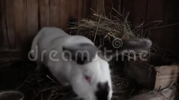 一只兔子在一个乡村的院子里从笼子里偷看看着镜头视频的预览图