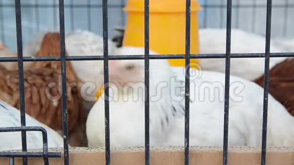 家禽养殖场笼中鸡群村里的农场里有一群家养鸡食品和肉类工业布里迪视频的预览图