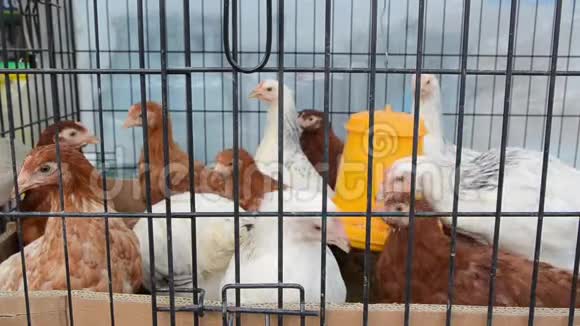 家禽养殖场笼中鸡群村里的农场里有一群家养鸡食品和肉类工业布里迪视频的预览图