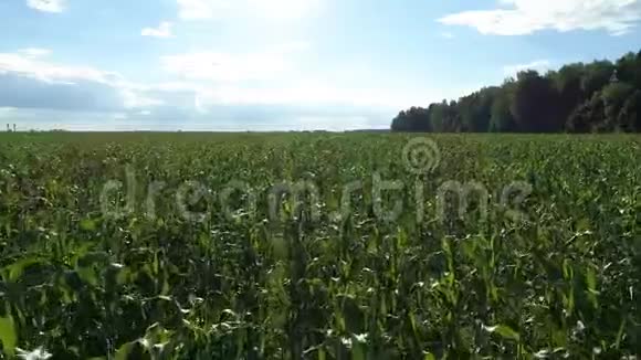 绿色玉米地鸟瞰图阳光明媚的夏日的植物景观视频的预览图