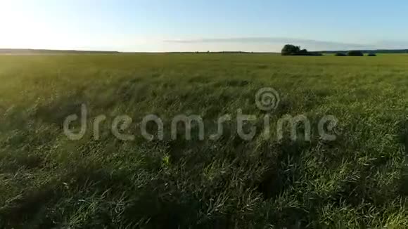 夏天飞过一片绿草如茵的田野森林的背景视频的预览图