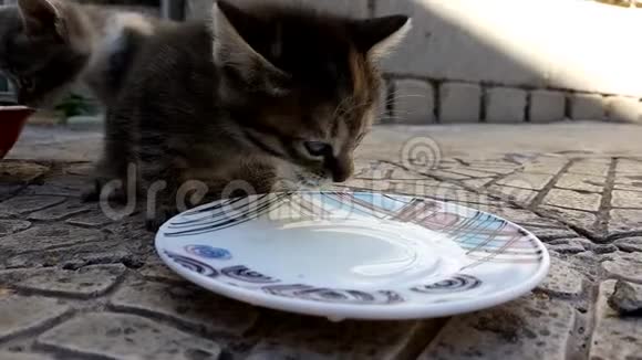 小猫喝茶托里的牛奶视频的预览图