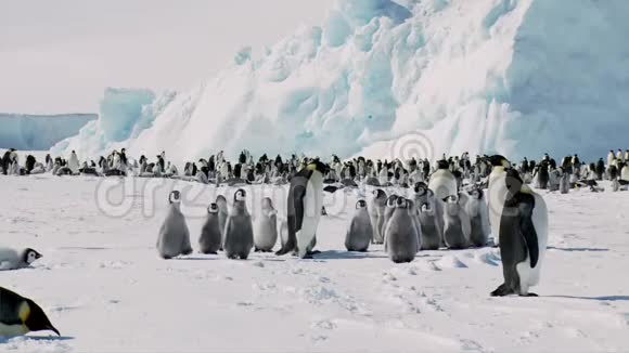 大群可爱的毛茸茸的滑稽皇帝企鹅在野外享受阳光寒冷的南极冰川冬天的风景视频的预览图