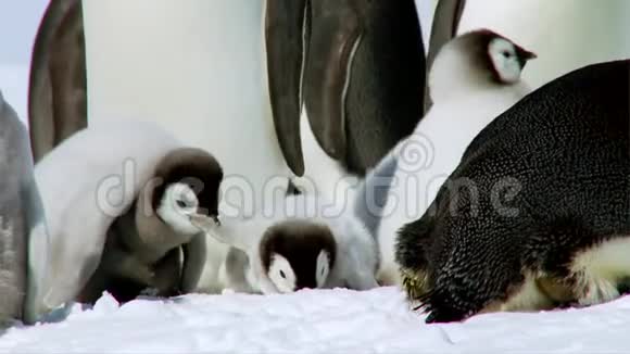 可爱蓬松有趣可爱的婴儿皇帝企鹅小鸡一起玩在寒冷的南极洲冬天雪美妙的近距离视频的预览图