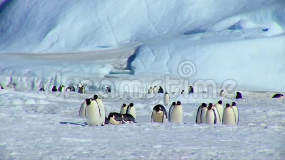 一大群好奇的成年帝企鹅在冰天雪地里爬行冬天在南极冰川视频的预览图