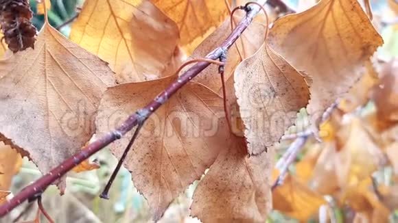 老干的桦树叶子在树枝上秋天的花园视频的预览图