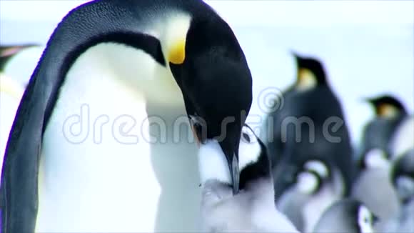 在寒冷的冬天里在成年的帝企鹅妈妈喂养毛茸茸的可爱的有趣的儿童小鸡时近距离观看视频的预览图