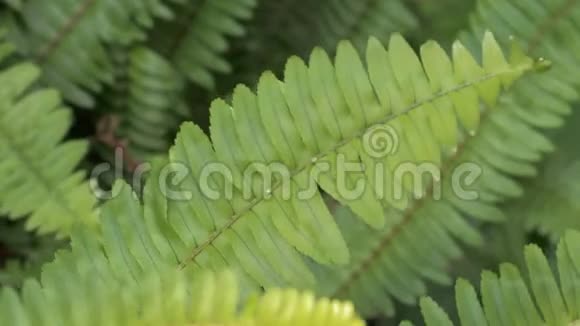 热带森林里的蕨类植物蕨类植物的自然形态视频的预览图
