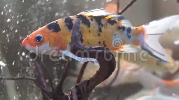 水族馆里的金鱼橙色鱼视频的预览图