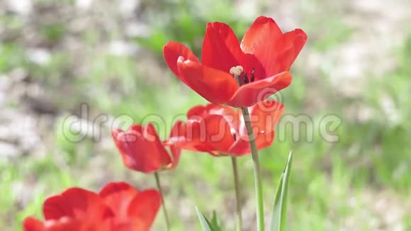 春时红郁金香田野植物特写背景天然花卉美容理念视频的预览图