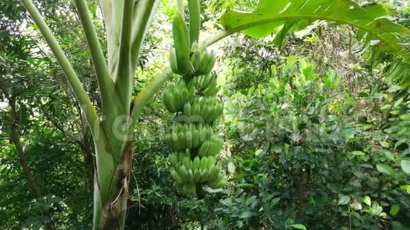 热带丛林中的绿色香蕉水果视频的预览图