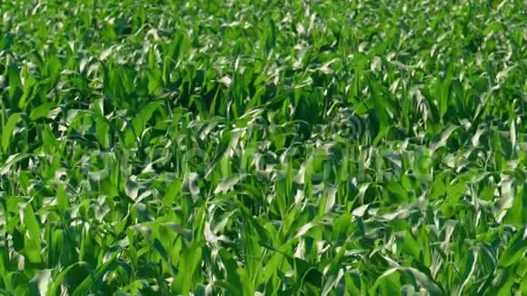 上图为绿色玉米植物视频的预览图