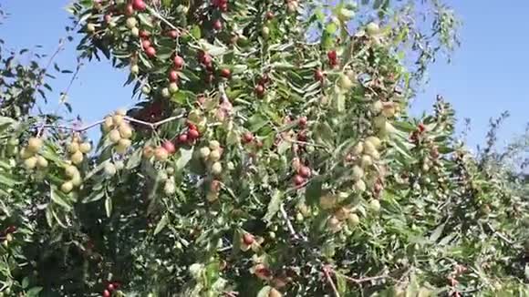 印度大枣或啤酒或浆果树枝上成熟的果实视频的预览图