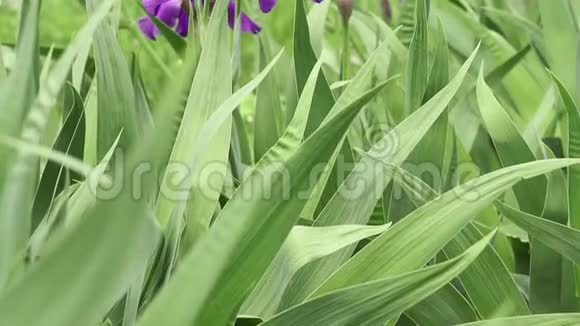 紫色鸢尾花开花茎的绿色背景美丽的自然背景视频的预览图