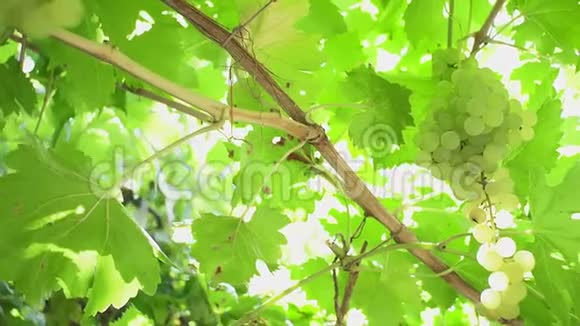 成熟的葡萄葡萄园秋天葡萄园酿造白葡萄酒的葡萄园视频的预览图