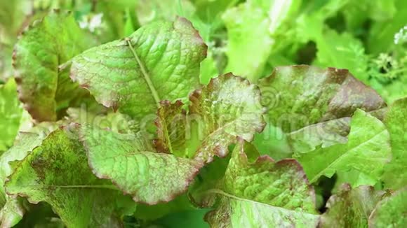 多汁生菜特写叶片纹理农业种植沙拉新鲜食物视频的预览图