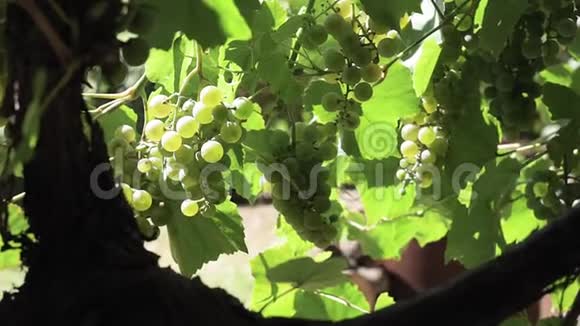葡萄园里一串成熟的绿色葡萄生的新鲜多汁收获视频的预览图